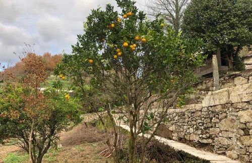 QUINTA do SOUTO BARCIADEMERA - Foto 56