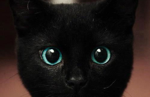 Green House - Photo 27