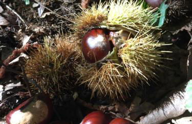 Casa Grazia Magreglio, Bellagio, Lake Como - Foto 65