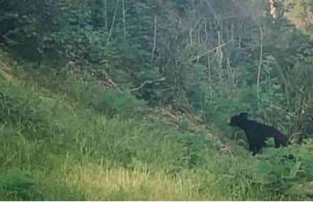 Streamside ShinyTiny Airstream in the Smokies - Foto 17