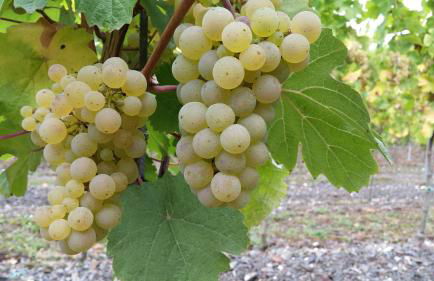 Roussel Hotel Restaurant - Photo 46