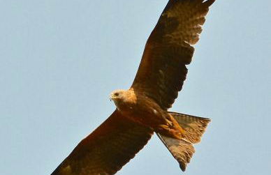 L'Ours Blanc Lodge - Photo 43