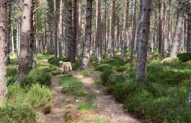 Clashmore Wood - Foto 17