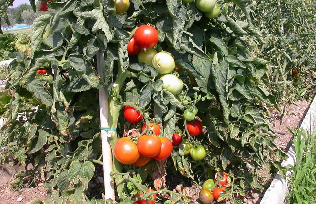 Arriga Alta - Foto 19