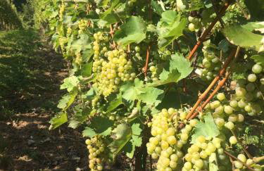 Holiday Home Mađerka - Foto 10