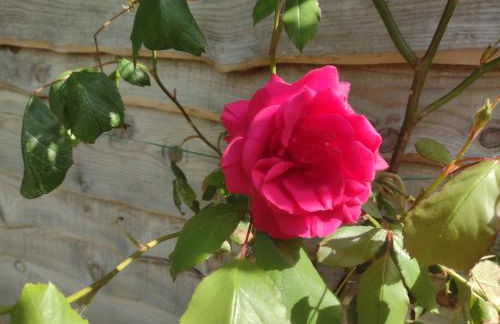 The Cabins Conwy - Foto 49