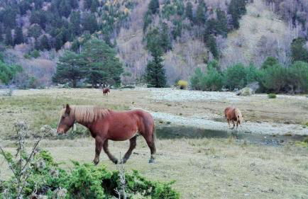 Sisquet Apartaments - Foto 17