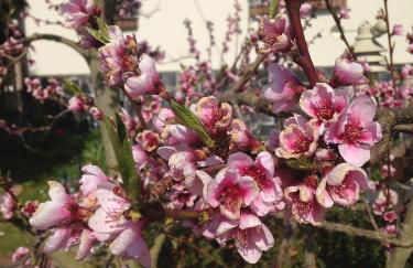 Ferienwohnung Dietlinde - Foto 22