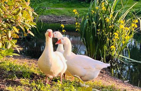 Gutshof von Gemünden Ferienwohnung 1 - Foto 50