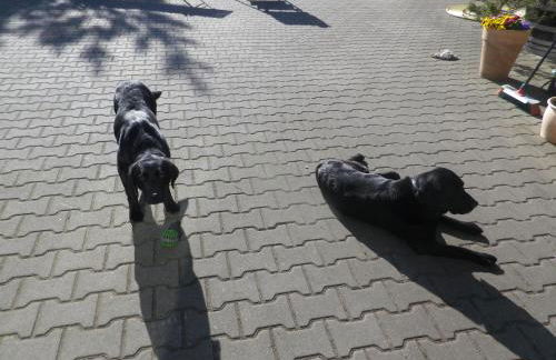 Alte Malztenne im Herzen der Schorfheide - Foto 8