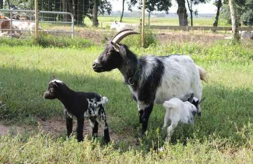 Hof Schult - Foto 20