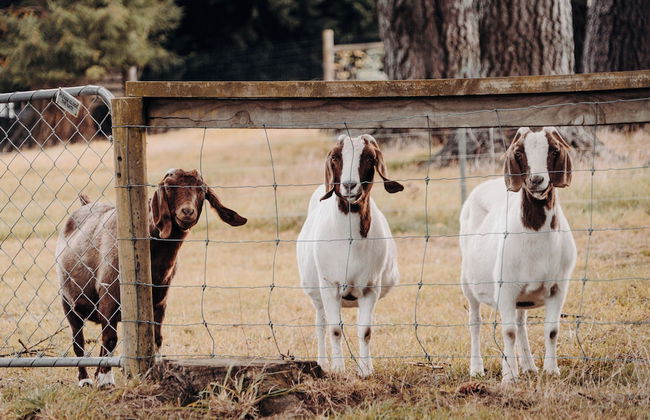 Height of Dunedin - Photo 13