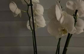 Apartment Wohlfühl-Nest - Foto 11