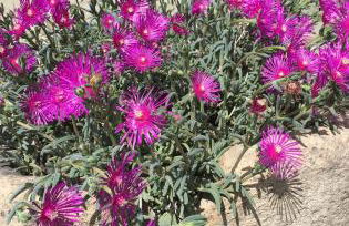 Appartamento Fleur Des Neiges - Foto 22