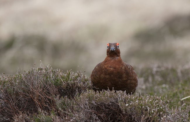 Gullesfjord Camping - Foto 61