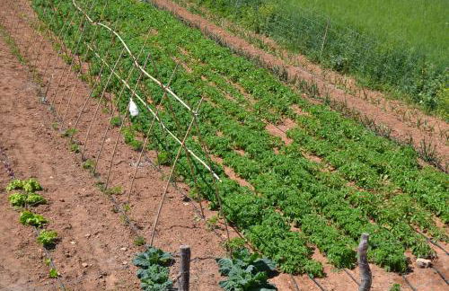 Agroturismo Finca Son Sala - Photo 54