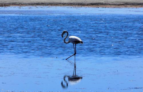 Alkionides Villas - Foto 58