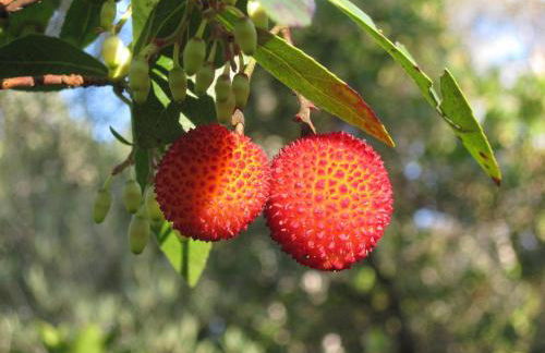 Monolocale I Corbezzoli - Foto 3