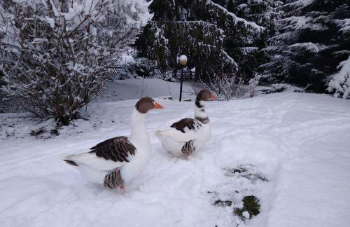 Ferienhaus zum Vogelnest - Foto 13