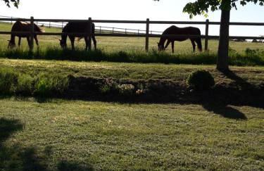 Zimmer und Apartment Rosi - Foto 41