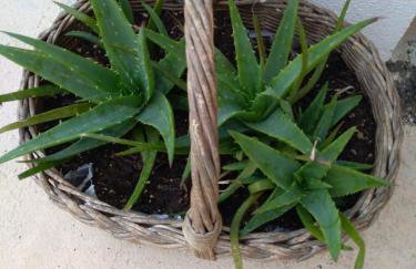 Apartments Elvira - Foto 48