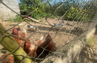 Quinta Pura Natura - Foto 34