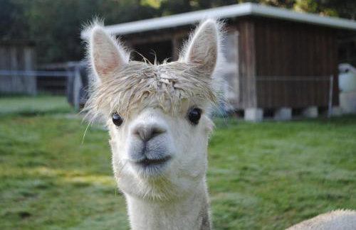 FeWo "AlpakaZeit" im ökologischen Holzhaus mit traumhafter Aussicht und Alpakas - Foto 1