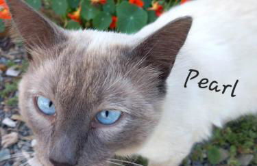 Gîte de l'Alliance 6 à 10 personnes en bord de mer - Photo 23