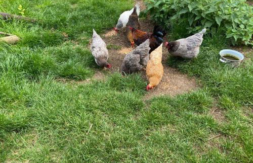 Ferienwohnung Cäcilie - Foto 6