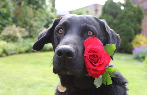 Lane End Cottage, Ovington - Foto 58