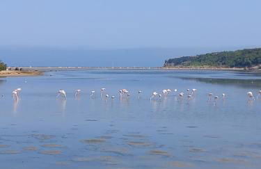 La franqui , nouveau , Duplex pour 2 ou 3 ,piscine, mer ,soleil , station familiale - Foto 43