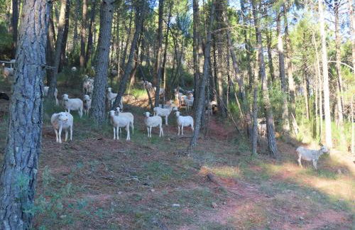 Casa rural LAS TABLAS - Foto 19