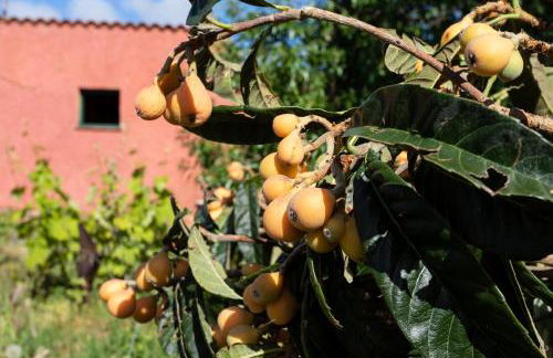 Home2Book Luxury Villa Luna de Tacoronte Pool - Foto 48