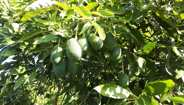 Visita a una plantación de aguacates - Foto 2, Disfrutando de la visita guiada por la finca de aguacates