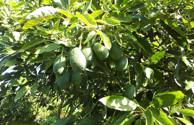 Tour in Frigiliana - Photo 1