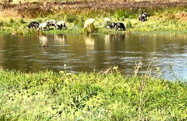 Domki nad Stawem Uherce - Foto 69