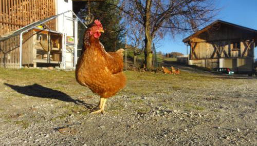 Mair am Graben Farm Chalets - Foto 5