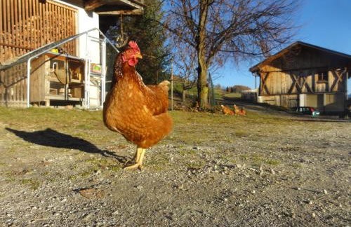 Mair am Graben Farm * Chalets - Foto 20