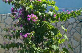 Apartments Krušvina - Foto 37