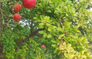 Anatolika Stamatis Paradise - Photo 66