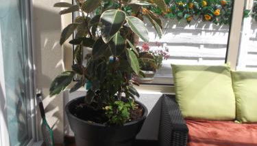 LES TROENES - Photo 3