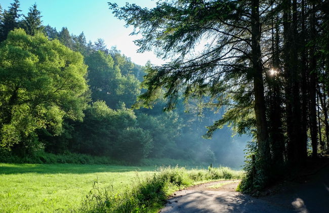 1 bedroom Apartment in Schönecken with garden and terrace - Photo 39