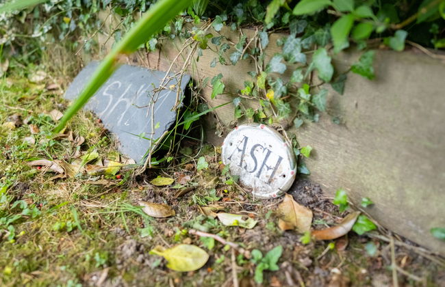 Ash Cottage - Foto 34