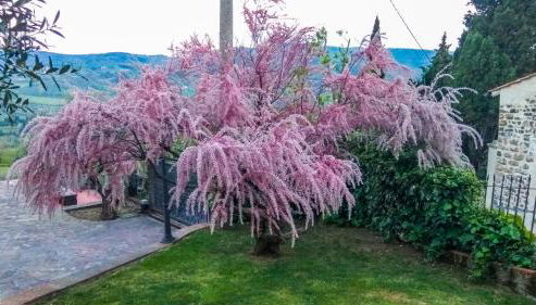 VILLA IL TRUFOLO - Foto 5