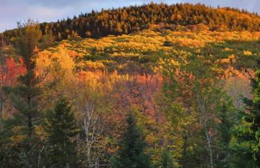 Vana Kuti-cabin in the woods - Foto 19