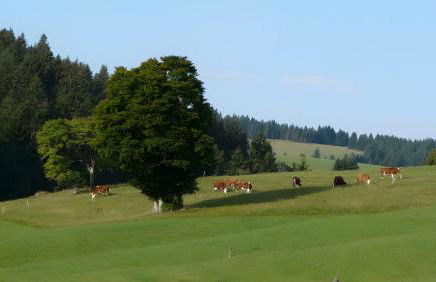 Reesbauernhof - Fewo Abendrot - Foto 11