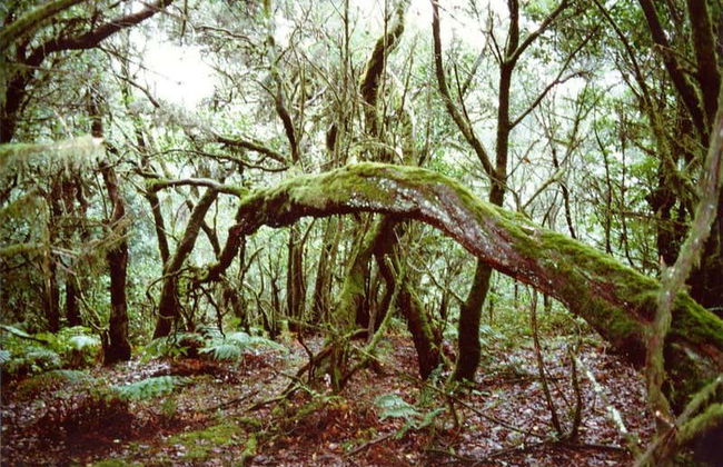 Tour por el interior de La Gomera - Foto 1