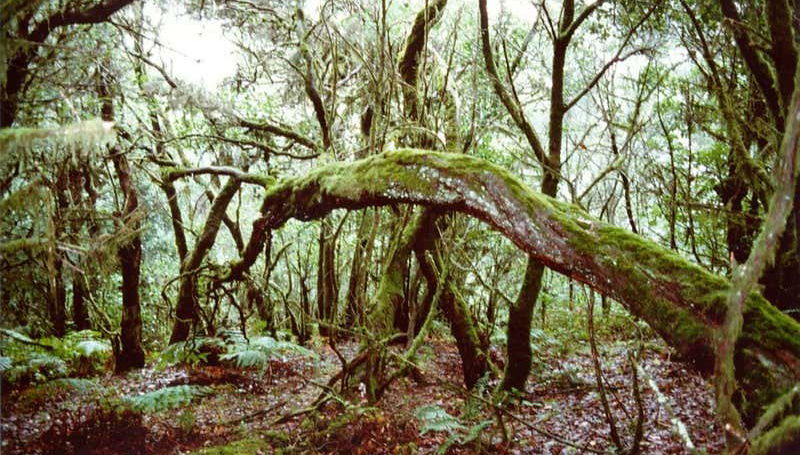 Bosques de laurisilva en el Parque Nacional de Garajonay