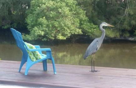 Northern Point of Treasure Island, New Port Richey - Foto 29