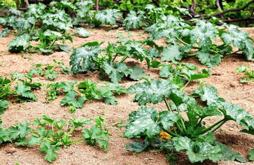 Agriturismo Il Raduno - Foto 109